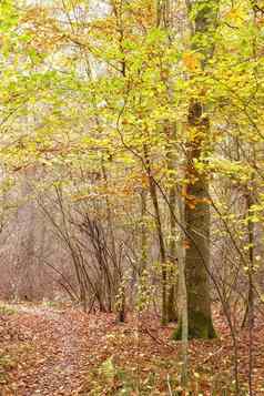 风景优美的徒步旅行小道山毛榉树森林森林蓝色的天空远程农村挪威木树日益增长的秋天宁静隐蔽的景观发现和平妈妈。自然