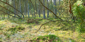 森林砍伐冷杉雪松松树安静的森林德国风景优美的视图远程郁郁葱葱的绿色松柏科的森林环境自然保护培养树脂野生区域