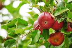新鲜的红色的苹果日益增长的树收获可持续发展的农场阳光明媚的一天特写镜头成熟的有营养的有机水果培养蓬勃发展的果园格罗夫农村