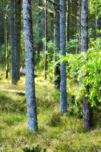 野生松树日益增长的森林绿色植物风景优美的景观高薄木树干只分支机构自然秋天不文明的野生灌木日益增长的森林