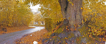 景观视图焦油路街领先的秋天山毛榉树森林挪威风景优美的农村农村自然森林环境保护储备旅行Zen妈妈。自然