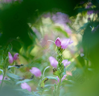 红色的<strong>玫瑰</strong>草本植物日益增长的花园在户外树干粉红色的<strong>花开</strong>花盛开的开花宁静和平宁静的后院cheloneobliqua自然栖息地