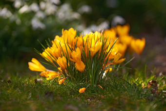 黄色的番红花属花日益增长的花园森林草地太阳特写镜头美丽的群开花庞大的植物充满活力的花瓣开花自然春天