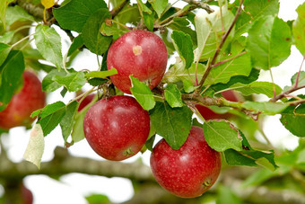变焦红色的苹果日益增长的苹果树分支散景Copyspace水果挂果园农场树明亮的背景可持续发展的有机农业农村