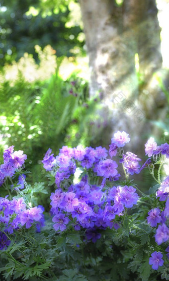 太阳射线闪亮的草地天竺葵花郁郁<strong>葱葱</strong>的森林夏天紫色的植物日益增长的植物花园春天美丽的紫罗<strong>兰</strong>色的开花植物初露头角的自然环境