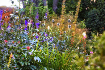 培养花园明亮的充满活力的花日益增长的在户外后院春天一天紫色的全球蓟种植植物环境植物物种绿色布什郁郁葱葱的院子里