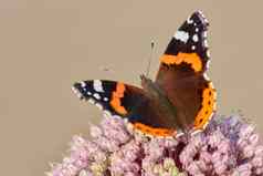 特写镜头蝴蝶坐着植物花园美丽的色彩鲜艳的昆虫夏天喂养花红色的海军上将凡妮莎亚特兰大蝴蝶热一天