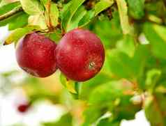特写镜头红色的苹果日益增长的绿色苹果树散景复制空间背景可持续发展的果园农场远程农村农业新鲜的健康的零食水果营养维生素