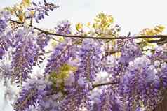 盛开的紫色的紫藤春天法国