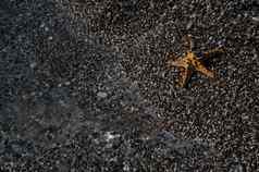 海星太阳镜卵石海滩休息海