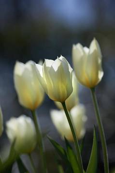 白色郁金香花日益增长的后院花园美丽的开花植物开始开花绿色场布什漂亮的植物区系盛开的发芽草地农村