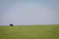 单牛放牧里约大苏尔南美大草原巴西边境乌拉圭