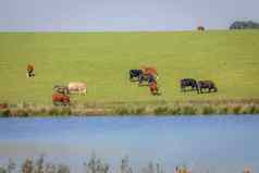 牛放牧里约大苏尔南美大草原巴西边境乌拉圭