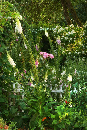 美丽的花花园系列美丽的花园照片