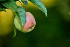 苹果一天医生摘苹果看起来诱人的健康的诱人的治疗