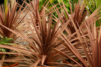 cordyline<strong>南极光</strong>植物花园