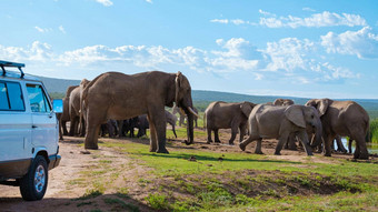 大象南非洲家庭大象氧化大象公园