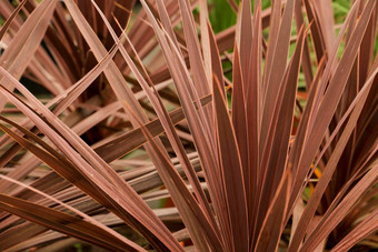 cordyline<strong>南极光</strong>植物花园