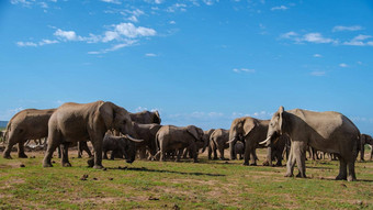 大象南非洲家庭大象氧化大象公园