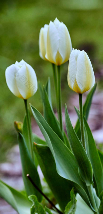 白色<strong>郁金</strong>香花园美丽的白色<strong>郁金</strong>香花园早期春天