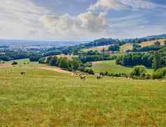 牛农场群牛放牧草草地乳制品农场牛农田俯瞰森林关闭里昂法国