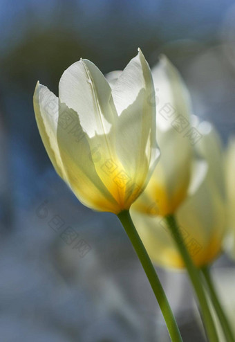 白色郁金香花园美丽的白色郁金香花园早期春天