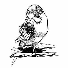 黑色的白色墨水插图虎皮鹦鹉长尾小鹦鹉鸟