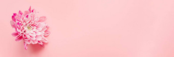 粉红色的菊花花粉红色的柔和的背景模板博客设计师假期母亲的一天网络横幅3月生日平铺Copyspace