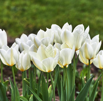 白色郁金香花园美丽的白色郁金香花园早期春天