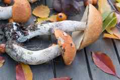 新鲜的牛肝菌属分散表格秋天收获森林蘑菇