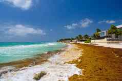 桑迪海滩阳光明媚的一天酒店playa的卡门墨西哥