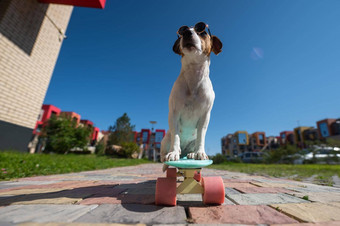 杰克罗素梗狗太阳镜游乐设施滑板在户外阳光明媚的夏天一天