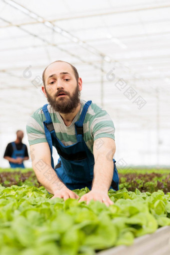 温室农民培养生菜水培环境采取护理植物最优增长