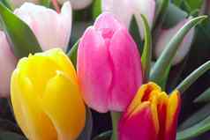 花束新鲜的色彩斑斓的花祝贺你假期花束郁金香