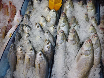 生海鲜鱼显示出售