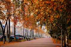 小径树明亮的红色的橙色叶子汽车停城市