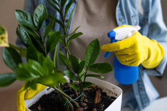 花店滋润喷雾器首页花室内植物护理概念预防室内植物