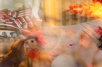 鸡猪牲畜农场抗生素抗生素药物电阻问题商业家禽农业家禽<strong>猪肉行业</strong>全球食物危机概念抗生素药片针