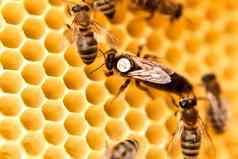 女王蜜蜂人工蜂巢