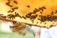 手养蜂人手套持有蜜蜂蜂巢