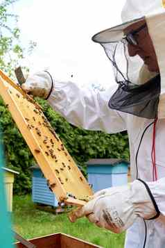 养蜂人检查蜂蜜生产蜜蜂