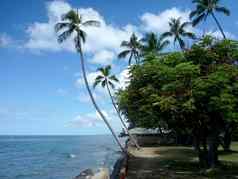 椰子树挂石头路径悬崖海岸浅海洋水域威基基海滩