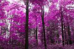 美丽的粉红色的紫色的红外全景森林