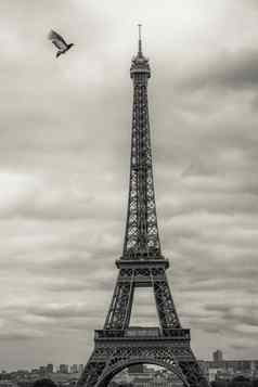 鸽子开放翅膀飞行埃菲尔铁塔塔巴黎法国