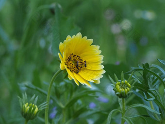 昆虫<strong>抓取</strong>花蜜花