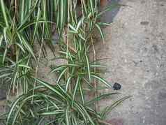 蜘蛛植物植物有技巧的吊兰comosum