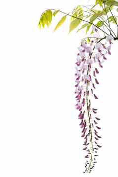 分支美丽的春天盛开的紫藤孤立的白色