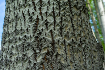 阿斯彭树皮深钻石形状的裂缝杨属tremula