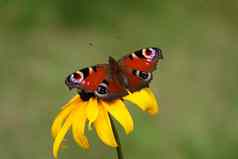 明亮的美丽的蝴蝶眼睛翅膀黄色的花