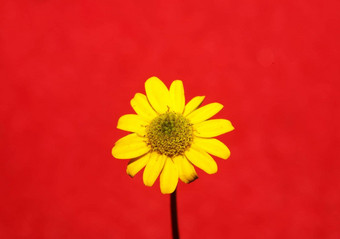 <strong>黄色</strong>的<strong>花开</strong>花关闭植物背景sanvitaliaprocumbens家庭菊科高质量大大小打印